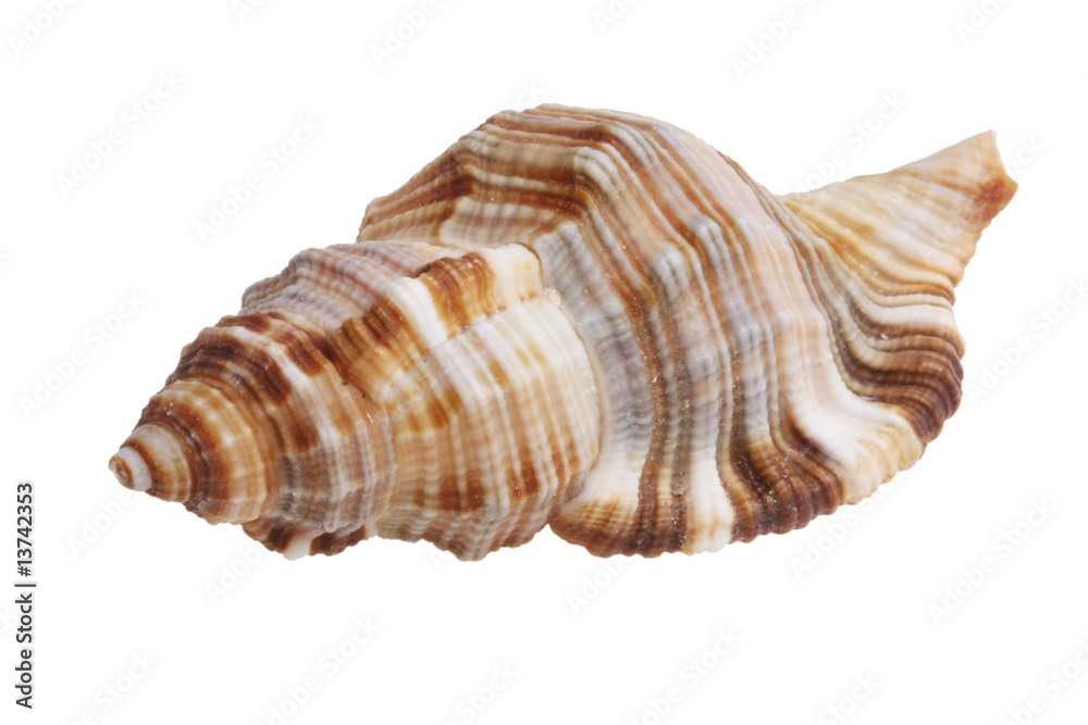 Shell