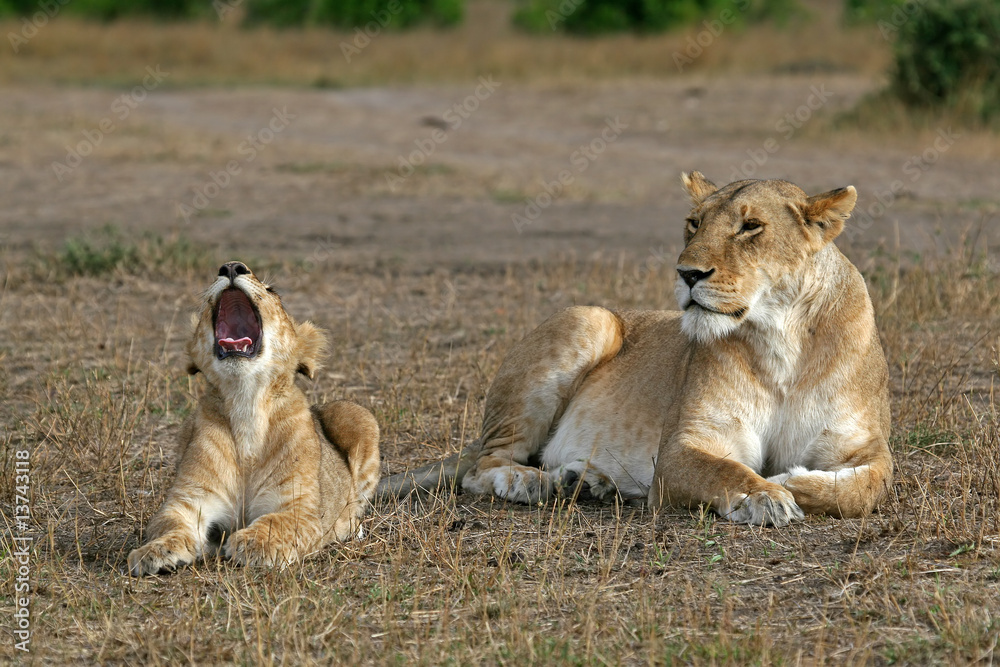 Lioness and cub Lioness and cub