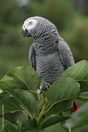 African grey parrot in a tree