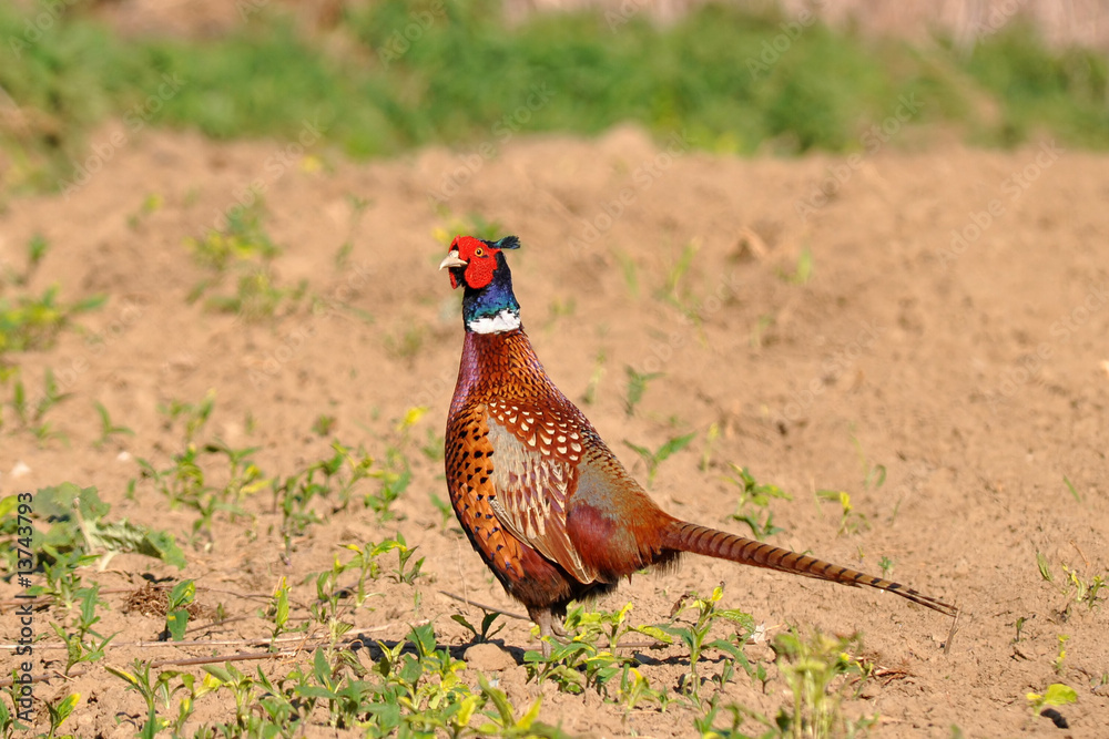 Fototapeta premium common pheasant male