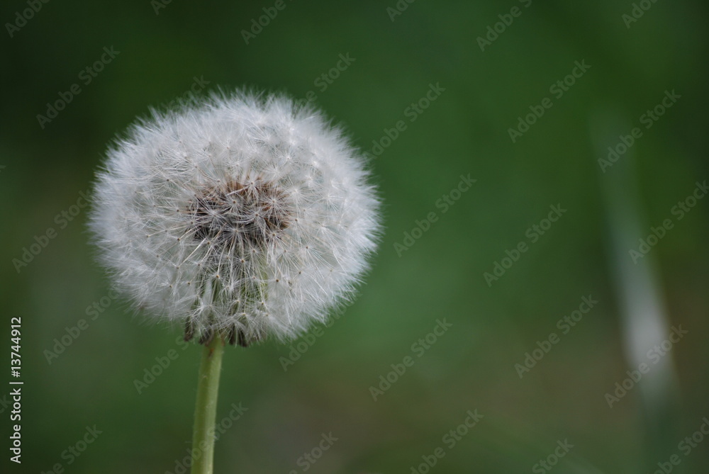 Pusteblume Pusteblume
