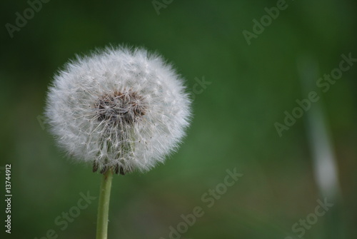 Pusteblume