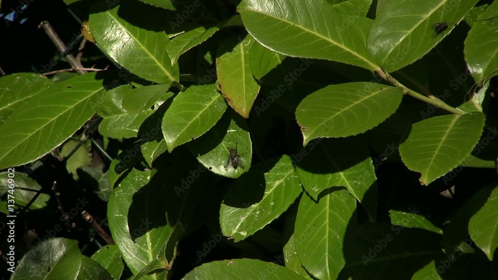 mouche posée sur une feuille de laurier vert