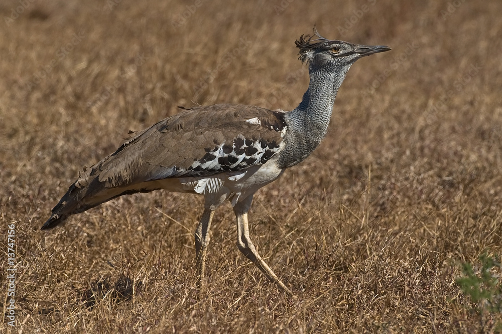 Obraz premium Kori Bustard