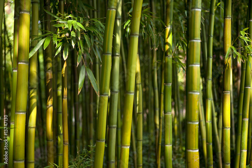 Fototapeta Naklejka Na Ścianę i Meble -  bambous