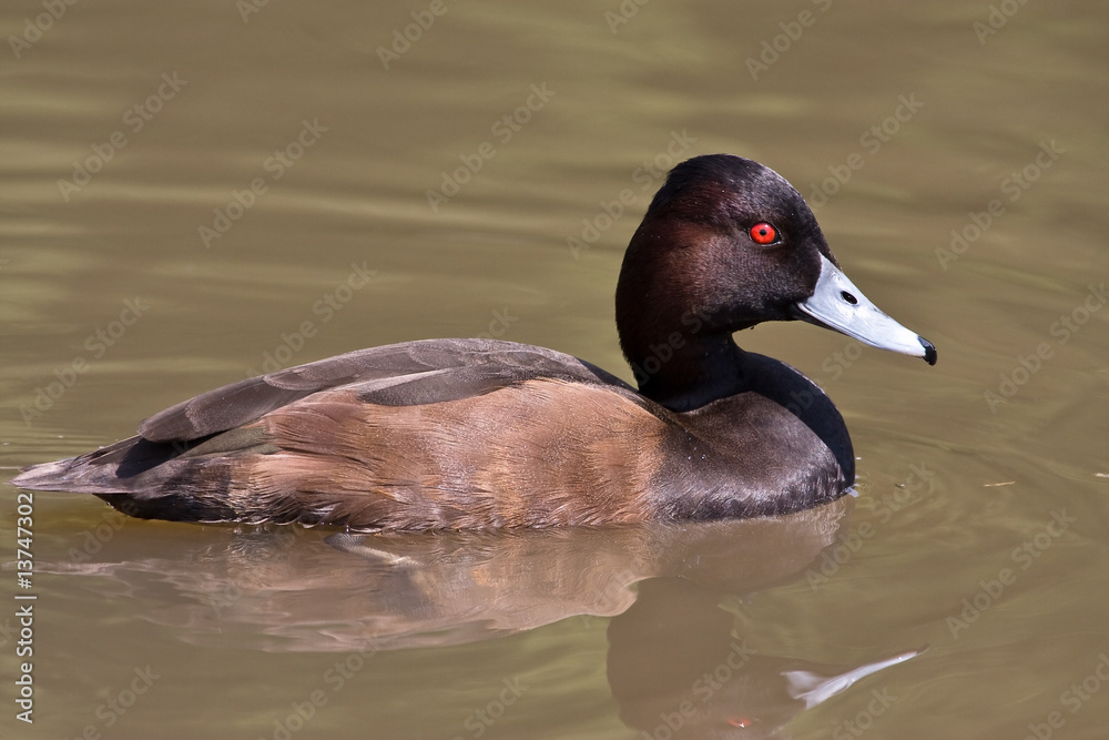 Southern Pochard Southern Pochard