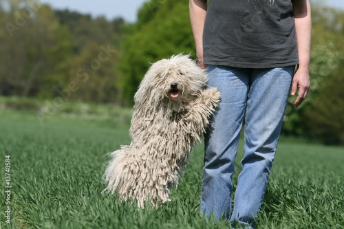 Obraz na płótnie le puli qui fait la fete à son maitre dans les champs en ete w salonie