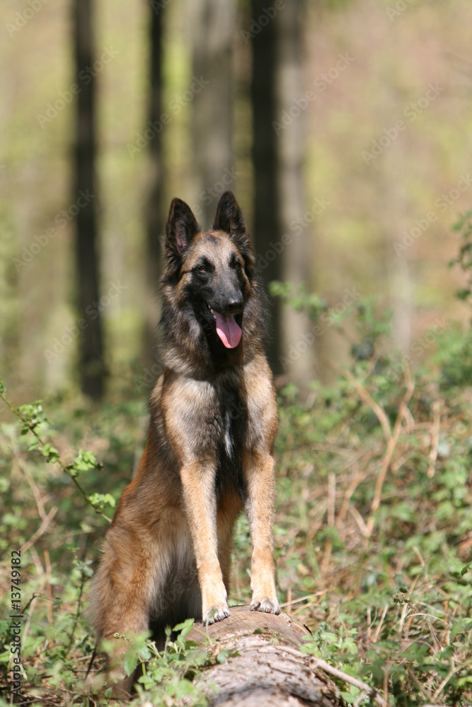 berger belge tervueren adulte en pose fiere dans les bois