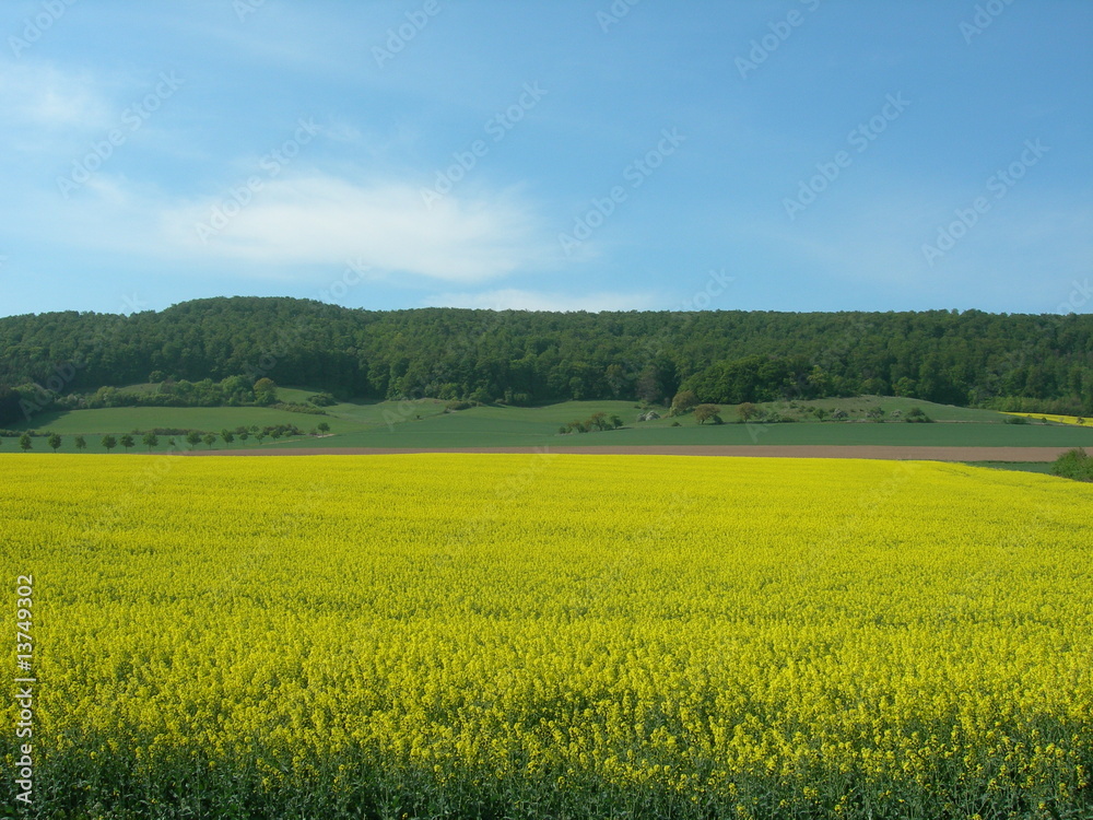 Rapsfeld mit Wald und Himmel