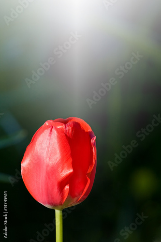 Solitary Red Tulip