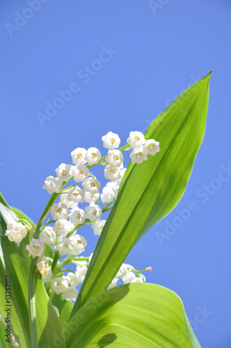 muguet de mai