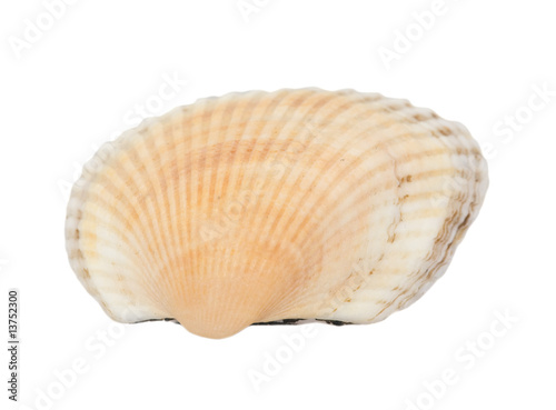 flat orange shellfish