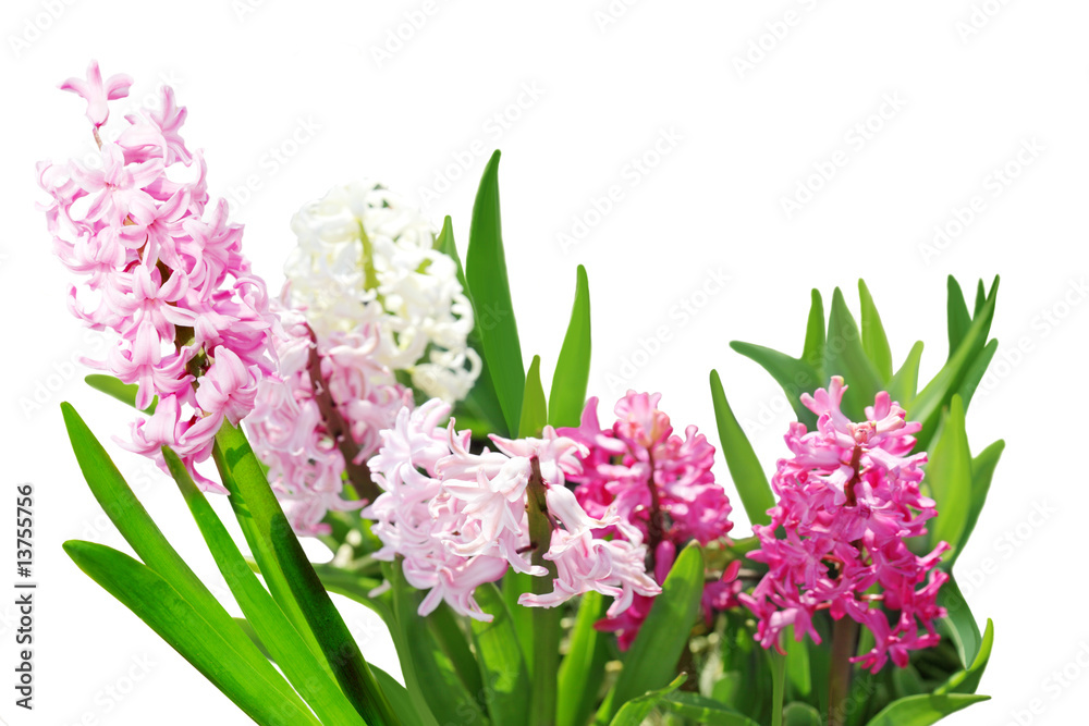 Obraz premium Hyacinth Flower Plants