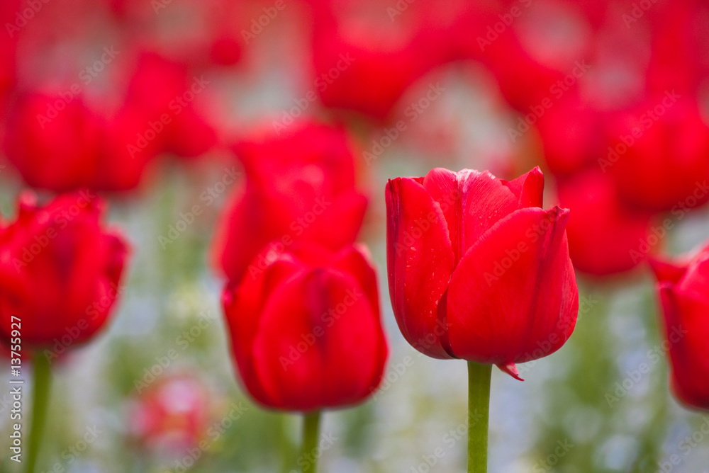 Obraz premium red tulip on field