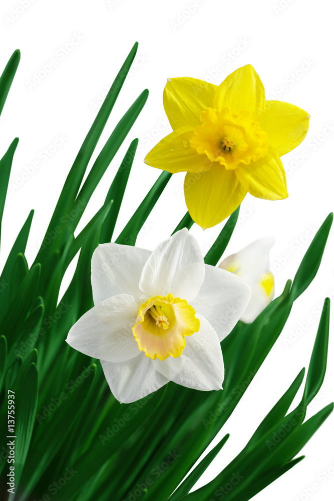 Fototapeta premium White and Yellow Daffodil