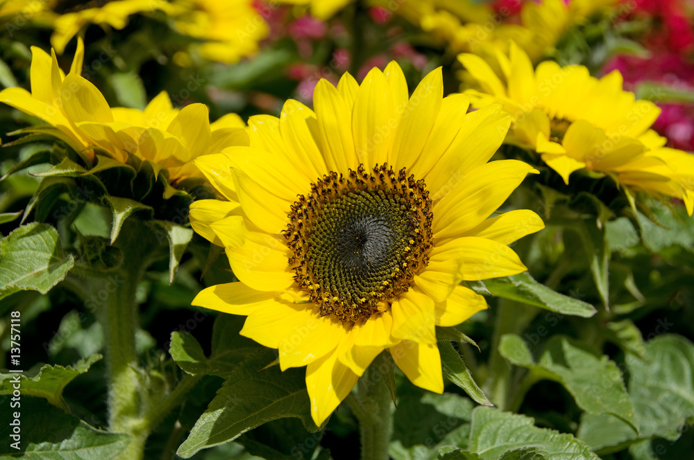 Obraz premium Sunflower in a Summer Flower Patch