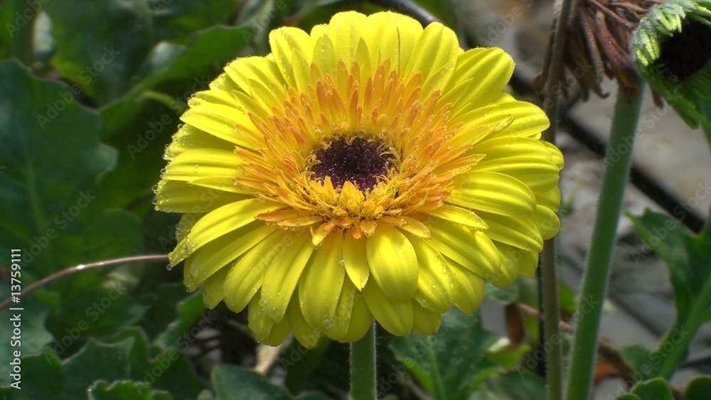 flor