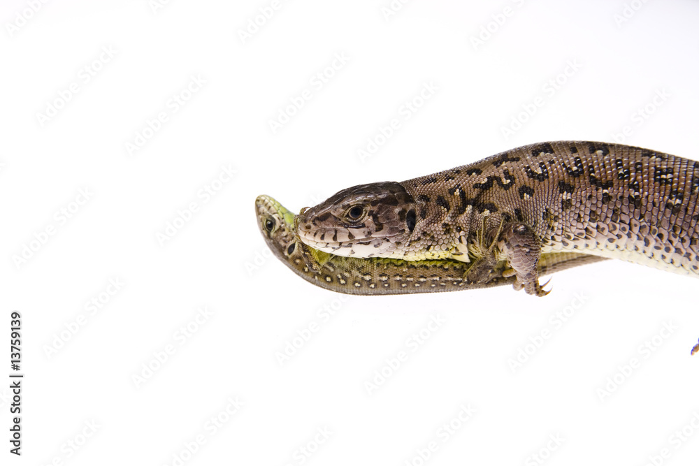 Naklejka premium Lizard