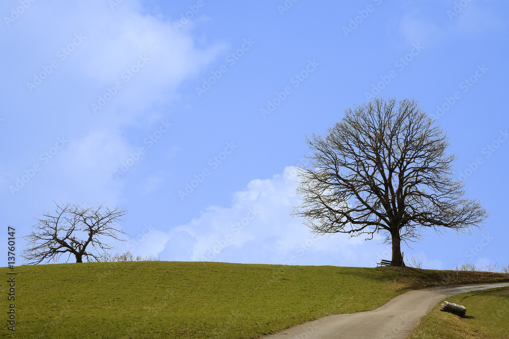 Obraz premium Arbres au printemps