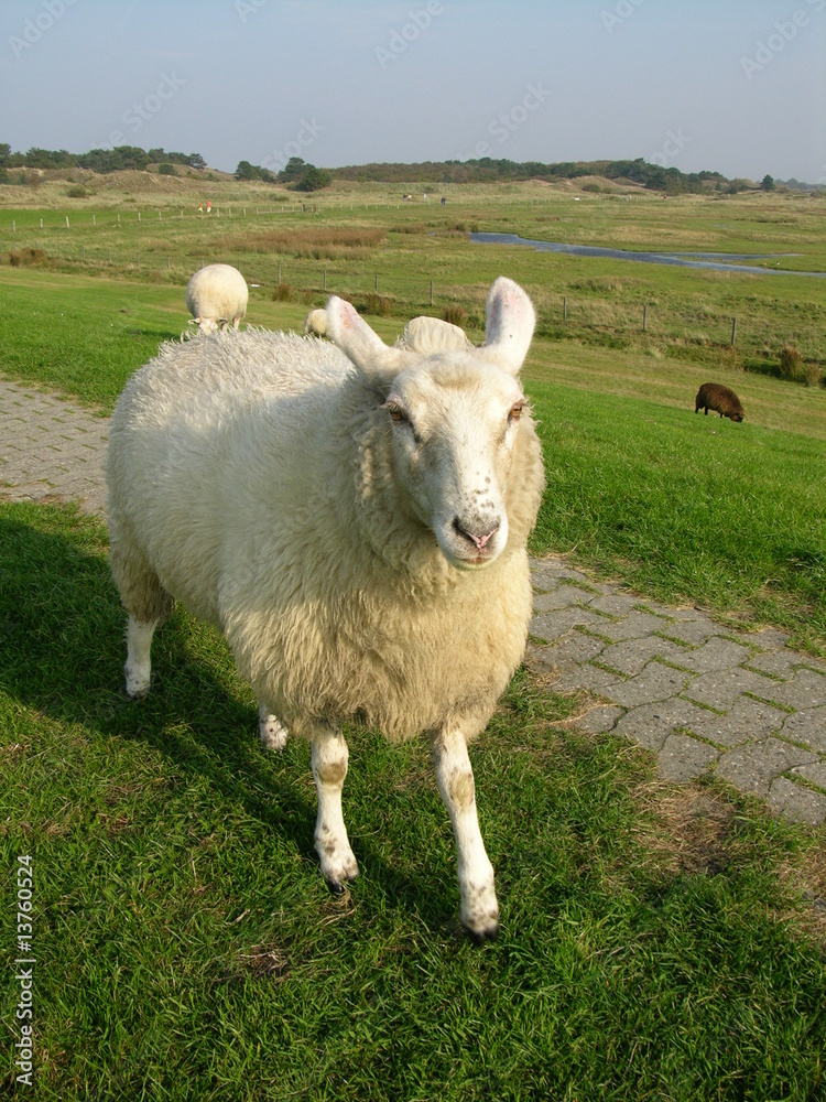 Obraz premium Schaf auf dem Deich