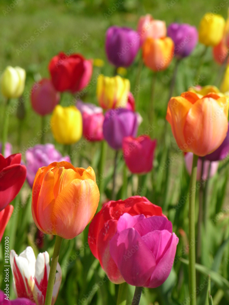 Bunte Tulpen auf der Wiese