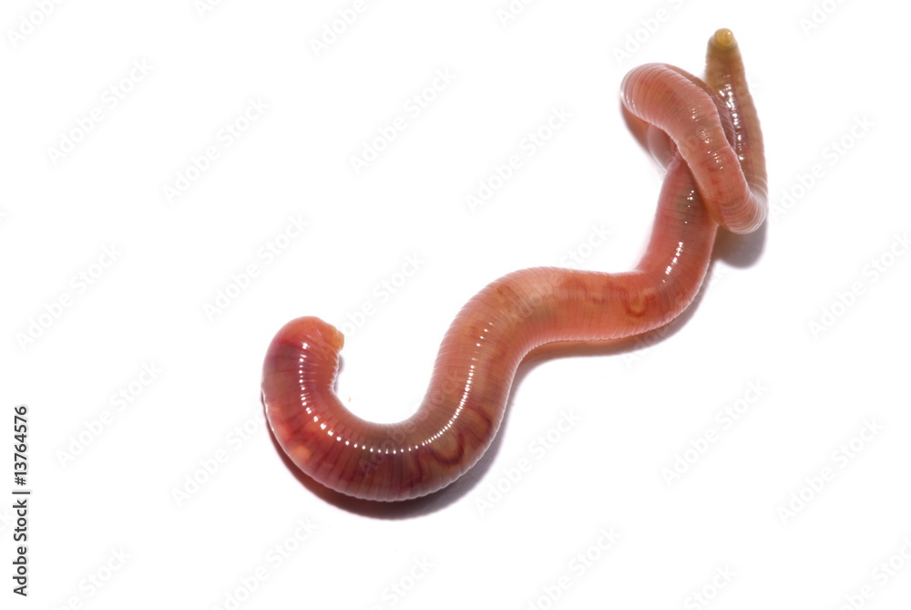 EarthWorm EarthWorm