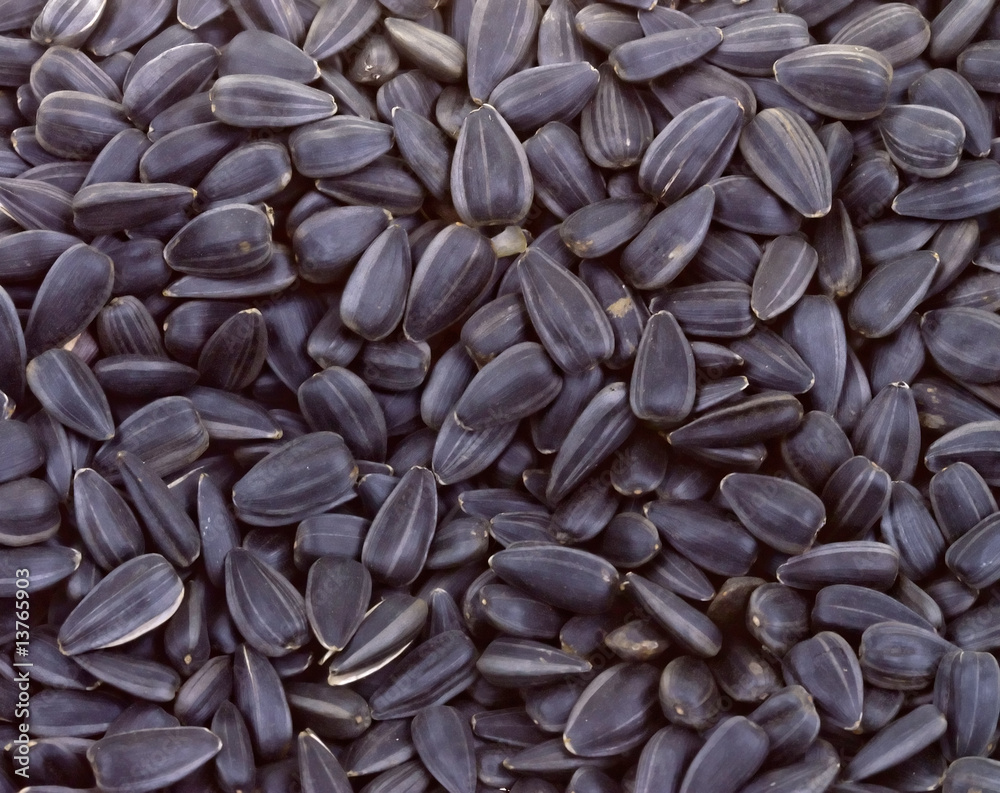 Gray sunflower seeds texture to background Gray sunflower seeds texture to background