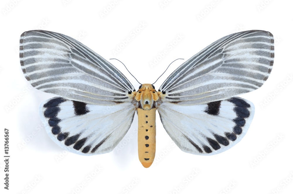 Obraz premium Arctiidae