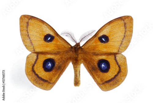 Aglia tau (male)