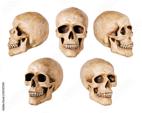 synthetical skull many angle view on white with clipping path