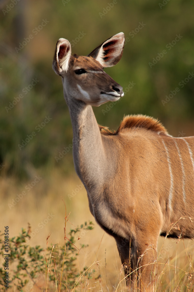 Kudu antelope (Tragelaphus strepsiceros), South Africa Kudu antelope (Tragelaphus strepsiceros), South Africa