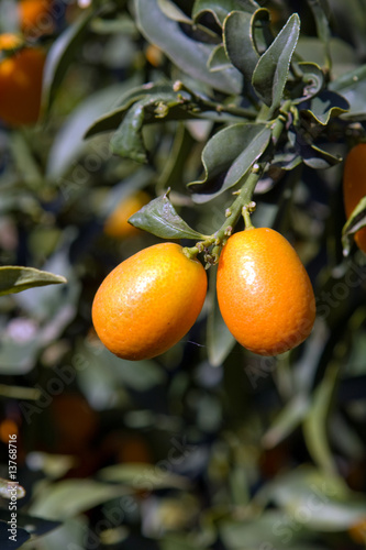 chinese orange cultivation