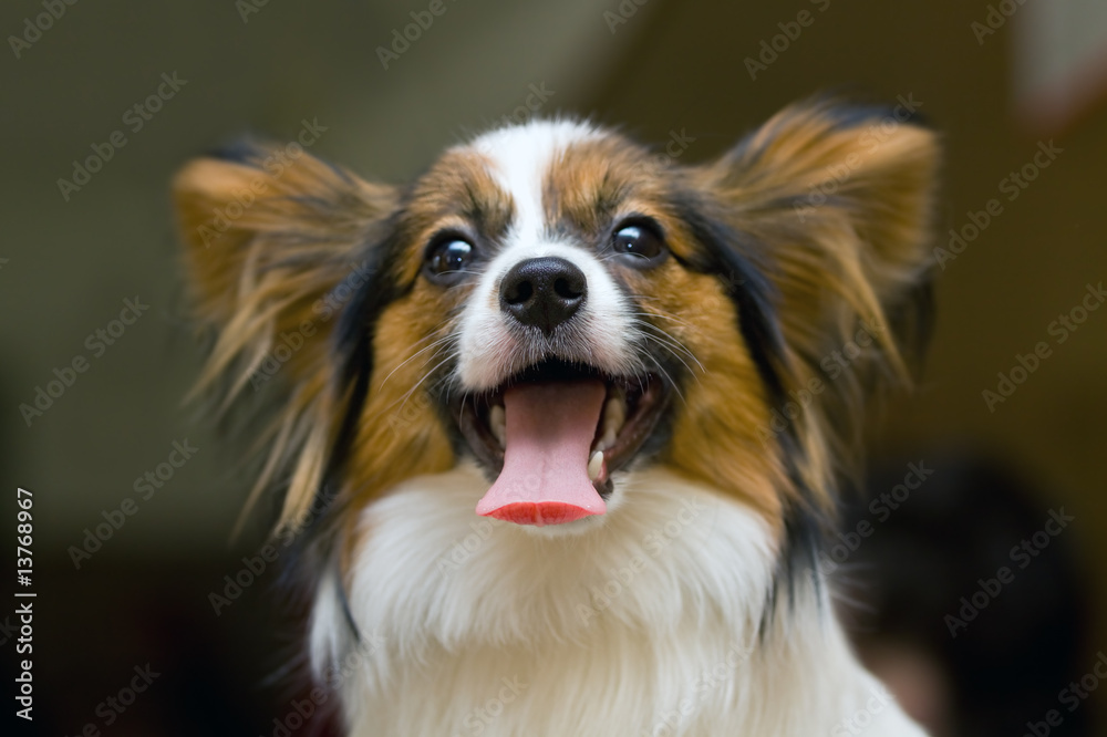 Young papillon Young papillon