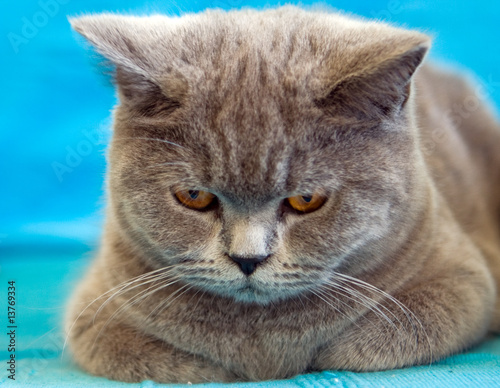 close up of grey cat