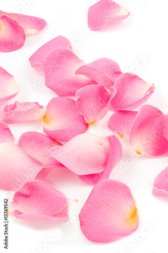 Wallpaper Mural Lots of rose leafs on white background Torontodigital.ca