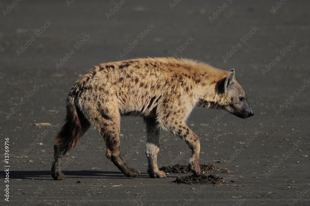 The Spotted Hyena (crocuta crocuta), lake Nakuru, Kenya The Spotted Hyena (crocuta crocuta), lake Nakuru, Kenya