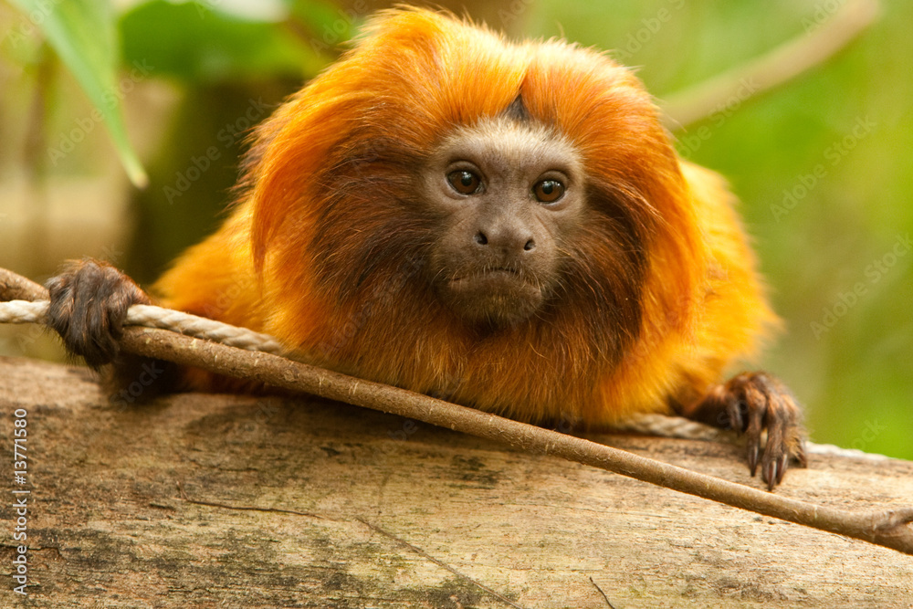 Monkey close-up Monkey close-up