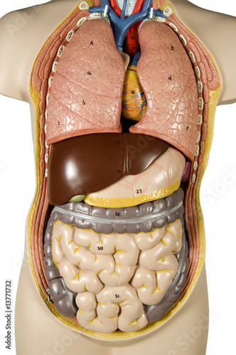 inernal human organs