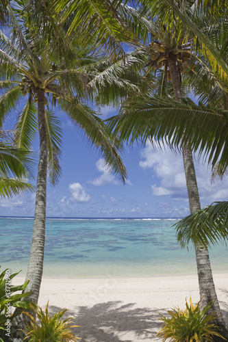 Pair of Palm Trees on Tropical Beach