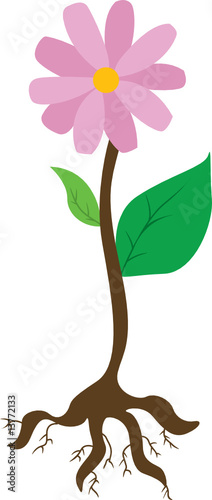 plant