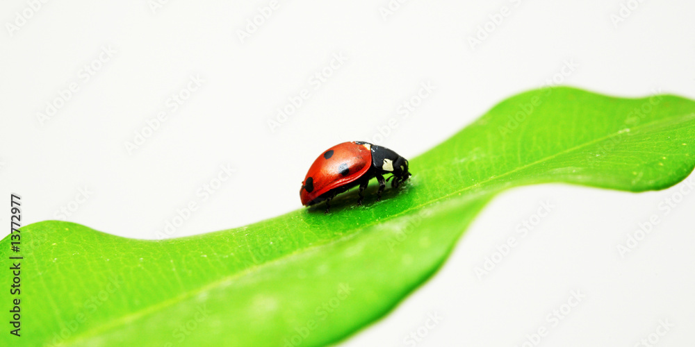 Red bug on green leaf Red bug on green leaf