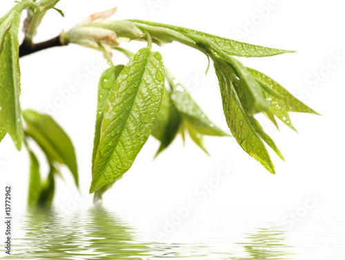 Green leaves reflected in water