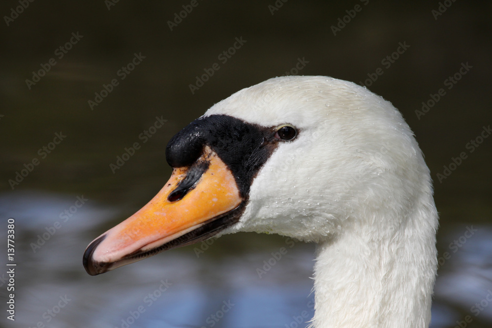 Höckerschwan Höckerschwan
