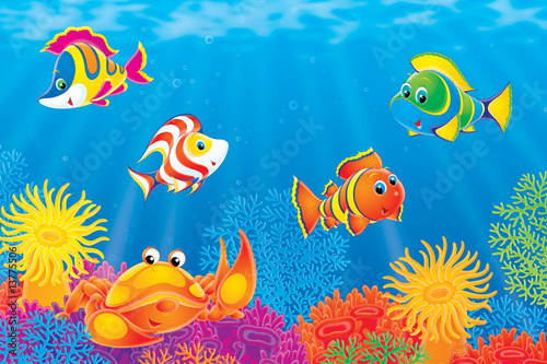 Crab and Coral fishes