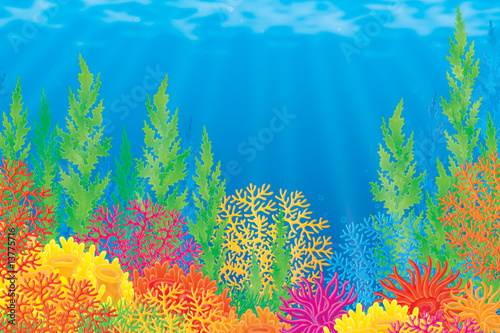 Coral reef