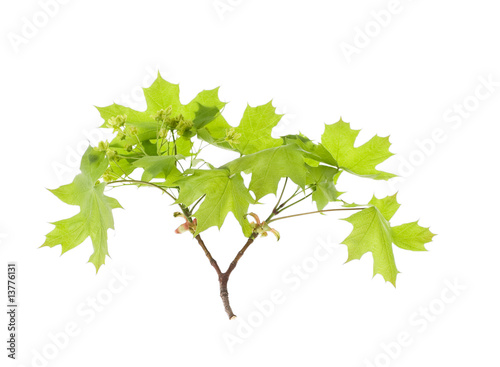 Spring maple leaves