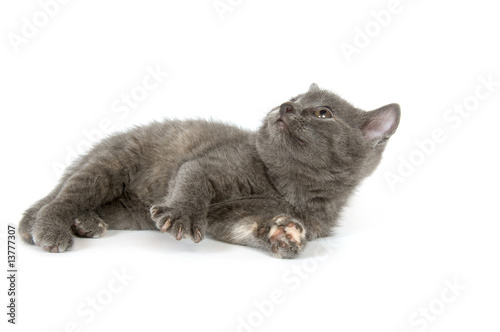 gray kitten playing