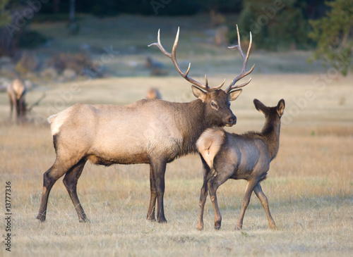 Bull elk and a calf