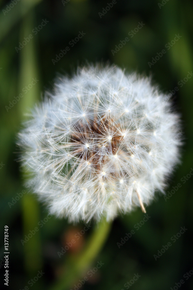 Fototapeta premium Pusteblume