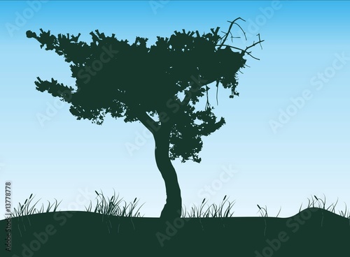 Baum